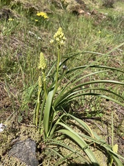 Toxicoscordion venenosum venenosum