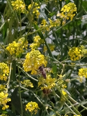 Apis mellifera
