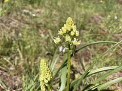 Toxicoscordion venenosum venenosum