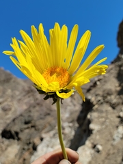 Enceliopsis covillei