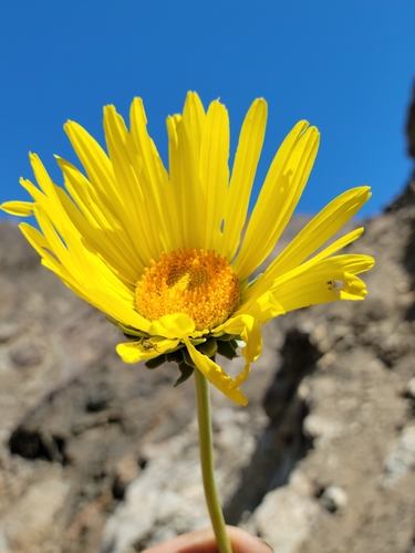Image of Enceliopsis covillei by no rights reserved