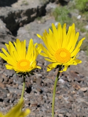 Enceliopsis covillei