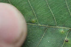 Caryomyia albipilosa