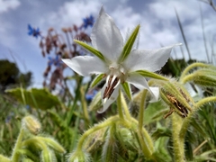 Borago officinalis