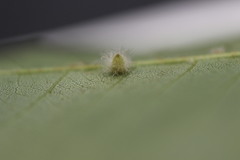 Caryomyia albipilosa