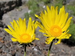 Enceliopsis covillei