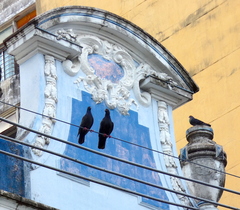 Columba livia domestica
