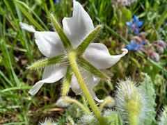 Borago officinalis