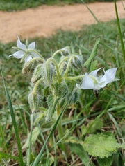 Borago officinalis