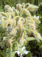 Borago officinalis