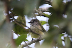 Phyllomyias griseiceps