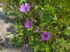 Malva sylvestris
