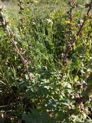 Scrophularia rubricaulis