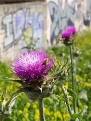 Silybum marianum