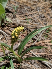 Toxicoscordion paniculatum