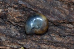 Morlina glabra