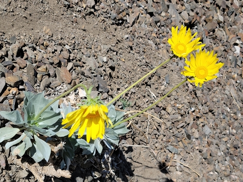 Image of Enceliopsis covillei by no rights reserved