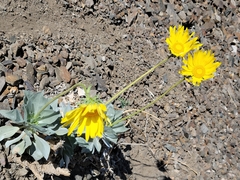 Enceliopsis covillei