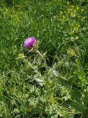 Silybum marianum