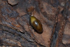 Morlina glabra