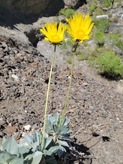 Enceliopsis covillei
