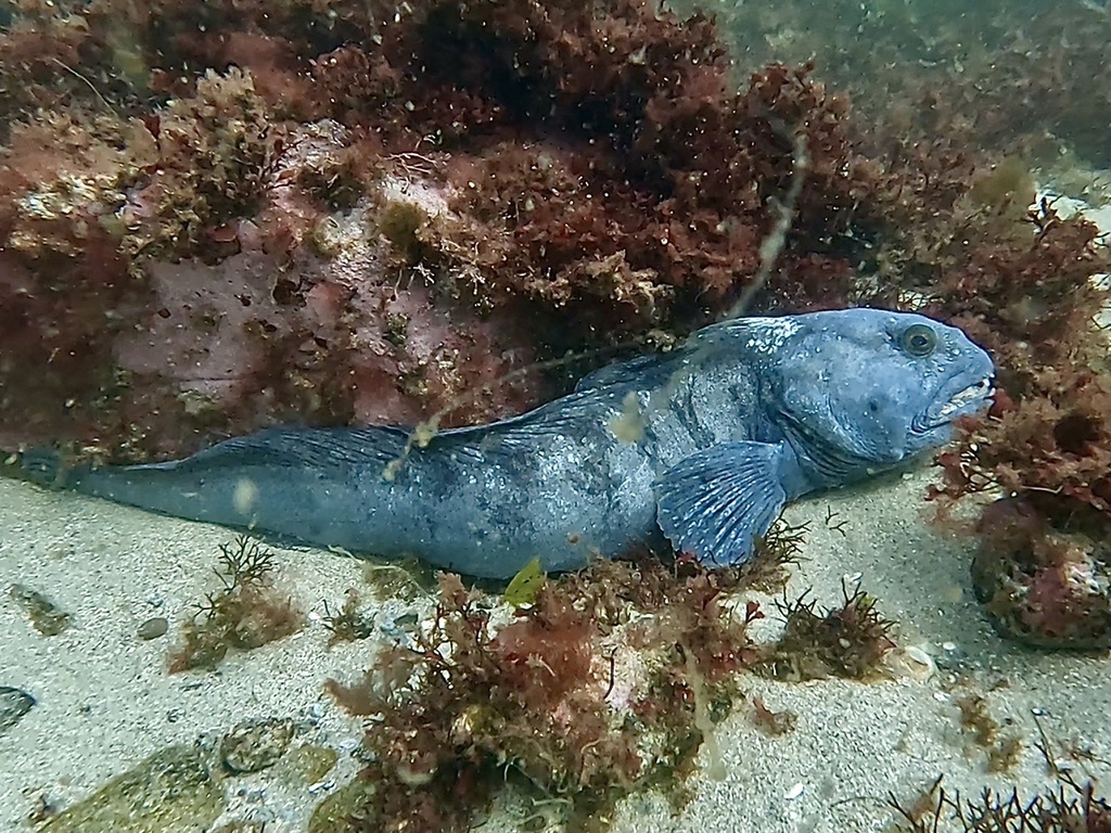 Atlantic wolffish (Anarhichas lupus) — Anarhichadidae