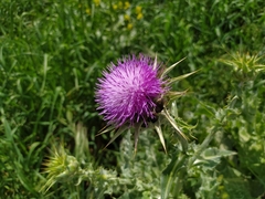 Silybum marianum