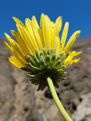 Enceliopsis covillei