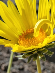 Enceliopsis covillei