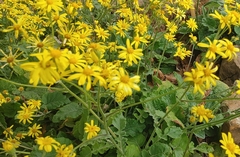 Senecio panduriformis