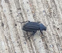 Somaticus