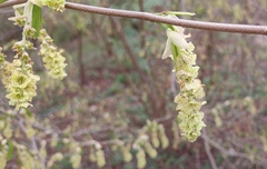 Corylopsis willmottiae