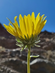 Enceliopsis covillei