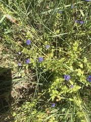 Lysimachia arvensis caerulea
