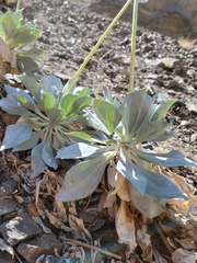 Enceliopsis covillei