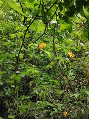 Rhododendron molle