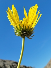 Enceliopsis covillei