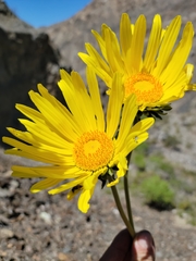 Enceliopsis covillei