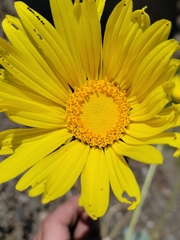 Enceliopsis covillei