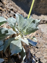 Enceliopsis covillei