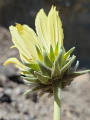 Enceliopsis covillei