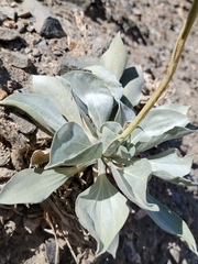 Enceliopsis covillei