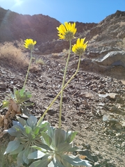 Enceliopsis covillei
