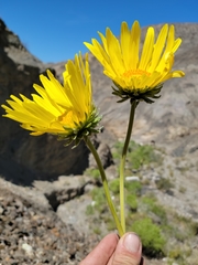 Enceliopsis covillei
