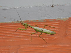 Stagmatoptera supplicaria