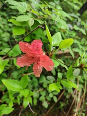 Rhododendron mariesii