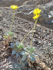 Enceliopsis covillei