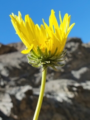 Enceliopsis covillei