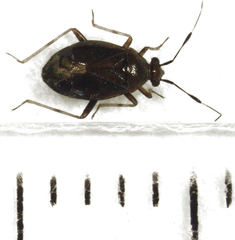 Deraeocoris maoricus