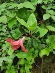 Rhododendron mariesii